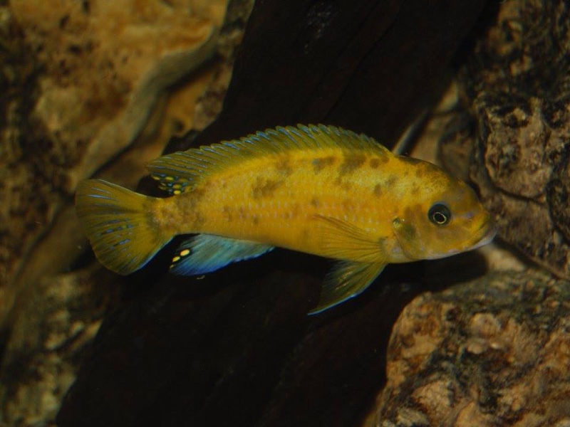 Maylandia sp. 'zebra gold' Lion's Cove